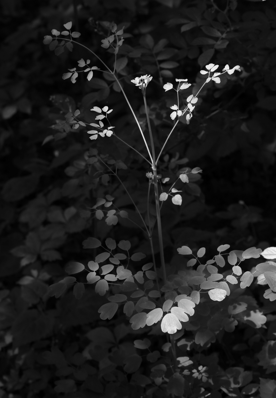 2018 05 21 HTP 23872
